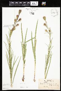 Liatris cylindracea image