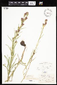 Liatris cylindracea image