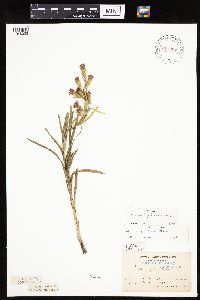 Liatris cylindracea image