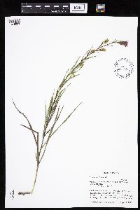 Liatris cylindracea image
