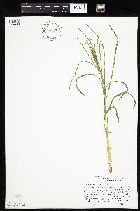 Liatris cylindracea image