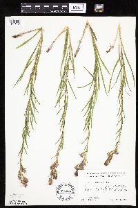 Liatris cylindracea image