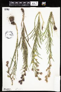 Liatris cylindracea image