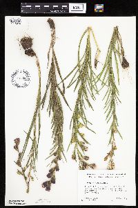 Liatris cylindracea image