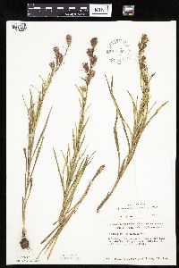 Liatris cylindracea image