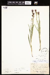 Liatris cylindracea image