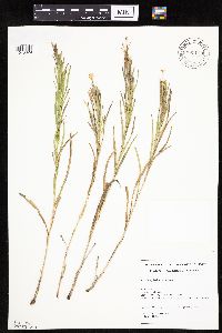 Liatris cylindracea image