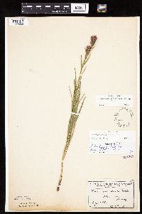 Liatris cylindracea image