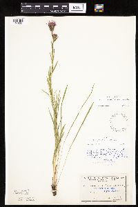Liatris cylindracea image