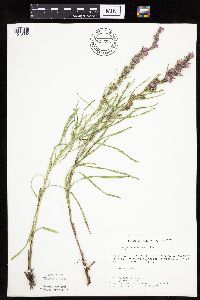 Liatris cylindracea image