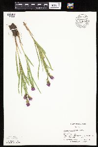 Liatris cylindracea image