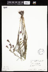 Liatris cylindracea image