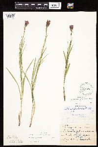 Liatris cylindracea image
