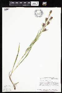 Liatris cylindracea image