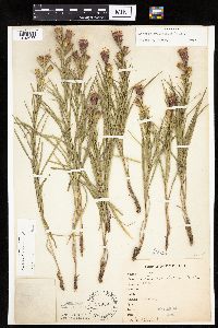 Liatris cylindracea image