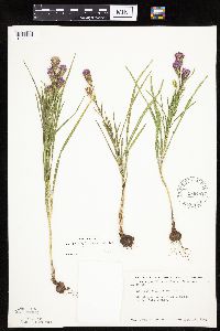 Liatris cylindracea image