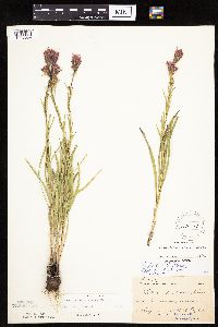 Liatris cylindracea image