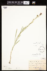 Liatris cylindracea image