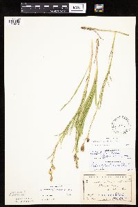 Liatris cylindracea image