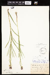 Liatris cylindracea image