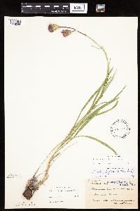 Liatris cylindracea image