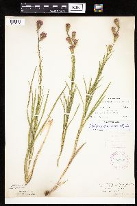 Liatris cylindracea image
