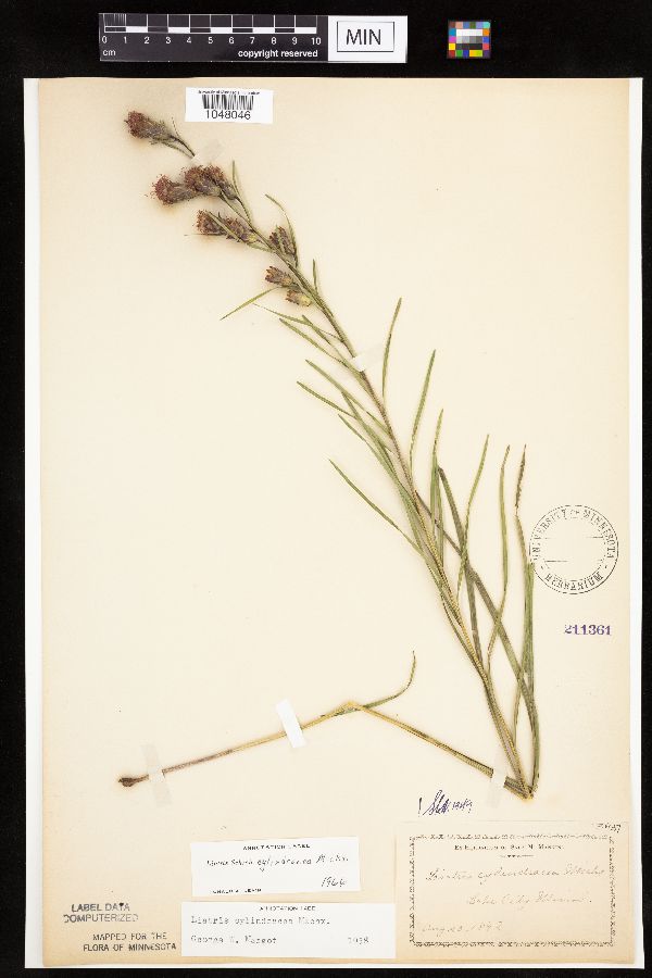 Liatris cylindracea image