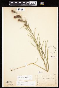 Thumbnail image of current specimen