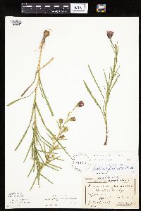 Liatris cylindracea image