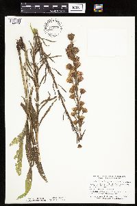 Thumbnail image of current specimen