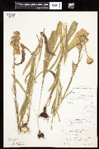 Thumbnail image of current specimen