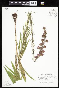 Thumbnail image of current specimen