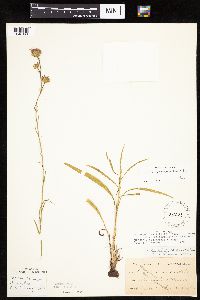 Thumbnail image of current specimen