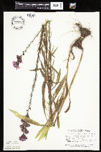 Thumbnail image of current specimen