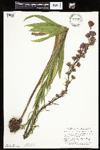 Thumbnail image of current specimen