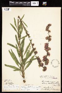 thumbnail image of current specimen