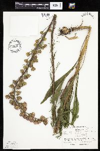 Thumbnail image of current specimen