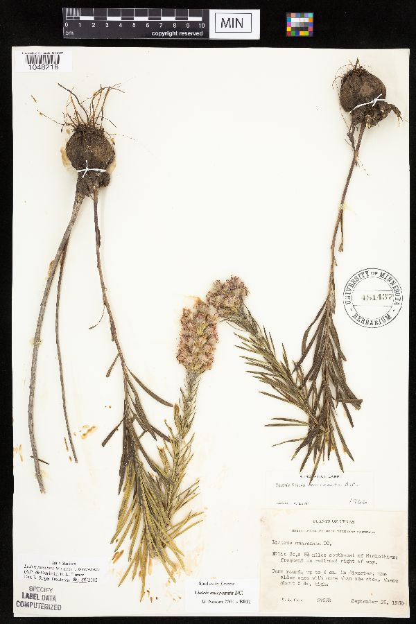 Liatris punctata var. mucronata image