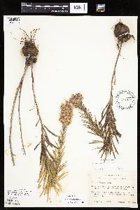 Liatris punctata image
