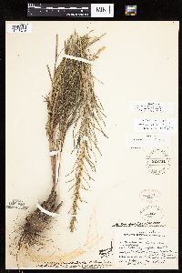 Liatris punctata var. mucronata image