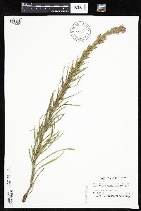 Liatris punctata image
