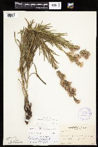 Liatris punctata image