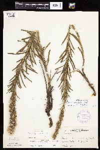 Liatris punctata image