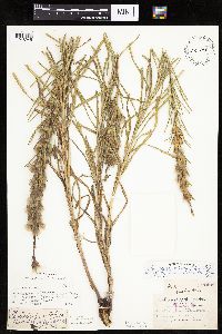 Liatris punctata image