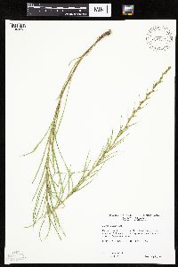 Liatris punctata image