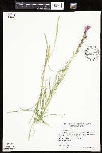 Liatris punctata image