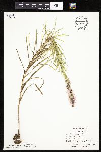 Liatris punctata image