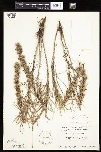 Liatris punctata image
