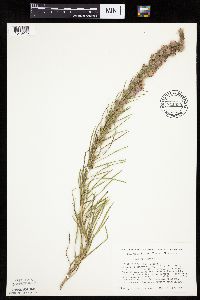 Liatris punctata image