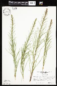 Liatris punctata image